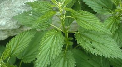 decocturi din plante pentru tratarea venelor varicoase