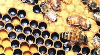 tratarea venelor varicoase cu produse apicole